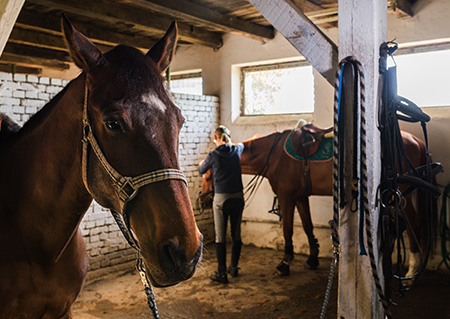 Horse Care Management